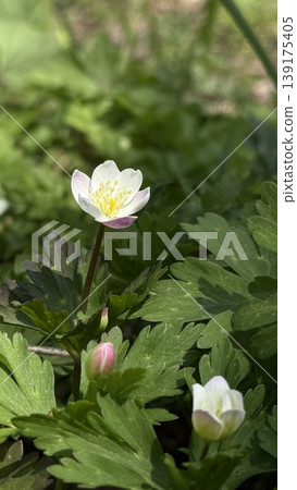 Anemones that have begun to bloom Anemones that have begun to bloom 139175405
