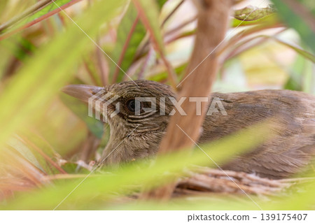Olive-winged Bulbul Resting on Nest Hidden in Dense Foliage Olive-winged Bulbul Resting on Nest Hidden in Dense Foliage 139175407