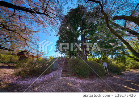 山梨縣笛吹市花町山一本杉公園裡的一棵雪松樹和落下的櫻花。 山梨縣笛吹市花町山一本杉公園裡的一棵雪松樹和落下的櫻花。 139175420