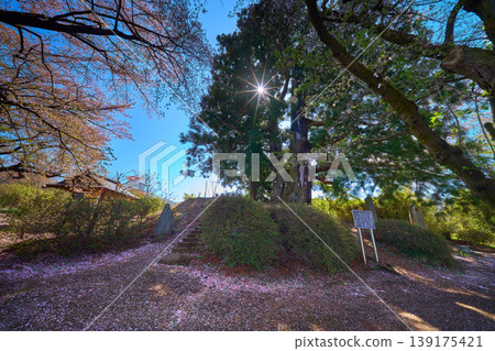 山梨縣笛吹市花町山一本杉公園裡的一棵雪松樹和落下的櫻花。 山梨縣笛吹市花町山一本杉公園裡的一棵雪松樹和落下的櫻花。 139175421