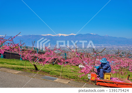 View of flower thinning work and the Southern Alps from near the Kachoyama Observatory in Fuefuki City, Yamanashi Prefecture. View of flower thinning work and the Southern Alps from near the Kachoyama Observatory in Fuefuki City, Yamanashi Prefecture. 139175424