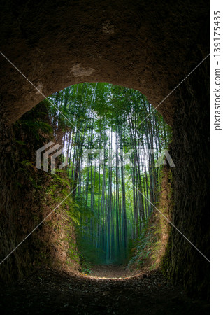 這是位於三重縣尾瀨市土井竹林中,洞穴外的竹林照片。 這是位於三重縣尾瀨市土井竹林中,洞穴外的竹林照片。 139175435