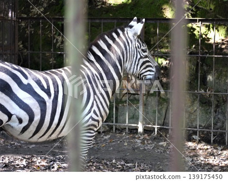 Zebra in the zoo Zebra in the zoo 139175450