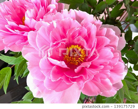 淺粉紅牡丹，八千代山茶花，重瓣，中等大小，杯狀花朵。 139175729