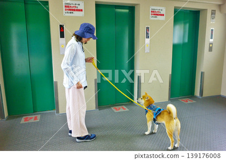 Pet Life: Taking a walk with a Shiba Inu Pet Life: Taking a walk with a Shiba Inu 139176008