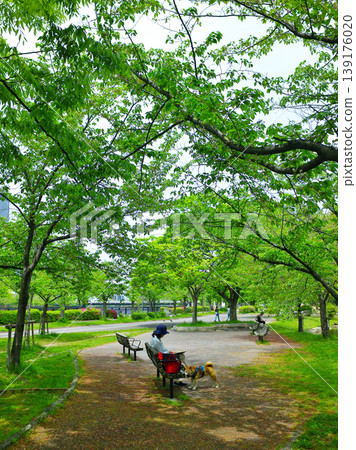 Pet Life: Taking a walk with a Shiba Inu Pet Life: Taking a walk with a Shiba Inu 139176020