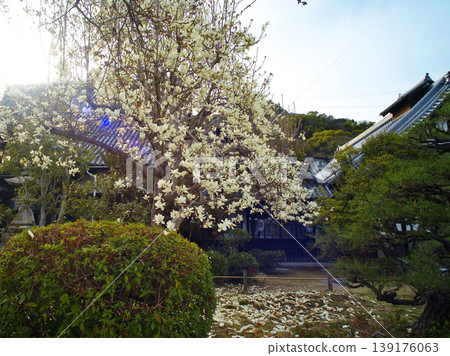 尾道市千光寺公園和貓巷週邊的景色 尾道市千光寺公園和貓巷週邊的景色 139176063