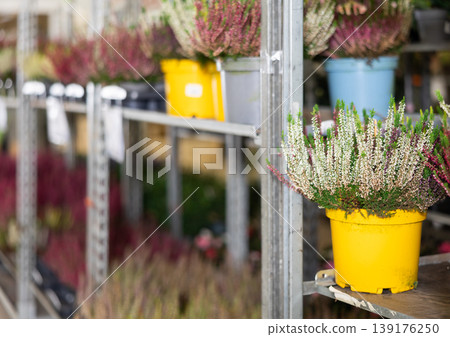 Richly blooming heather with white and lilac flowers grown in pots on flower shop shelf Richly blooming heather with white and lilac flowers grown in pots on flower shop shelf 139176250