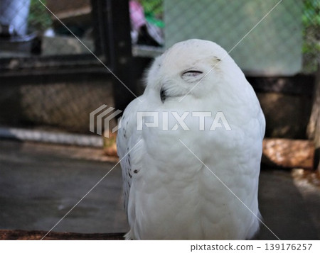 Snowy owl in the zoo Snowy owl in the zoo 139176257