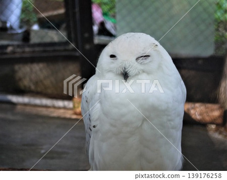 Snowy owl in the zoo Snowy owl in the zoo 139176258
