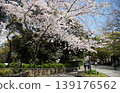 Cherry blossoms in the spring park 139176562
