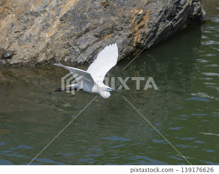 Great egrets in their breeding season, displaying their mating plumage. Great egrets in their breeding season, displaying their mating plumage. 139176626