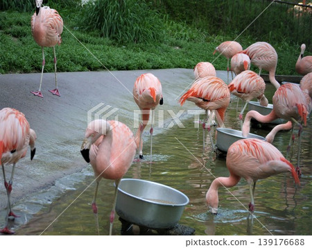 智利動物園裡餵食火烈鳥的場景。 智利動物園裡餵食火烈鳥的場景。 139176688