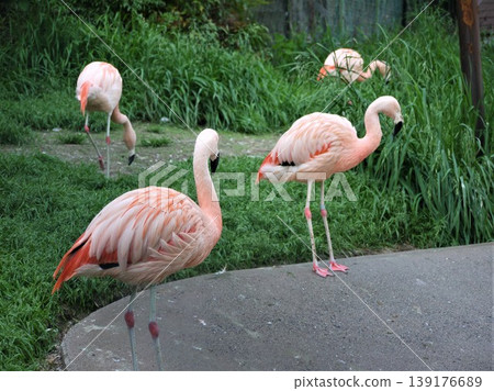 Chilean flamingo at the zoo Chilean flamingo at the zoo 139176689