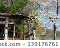長野縣須坂市坂田神社的櫻花 長野縣須坂市坂田神社的櫻花 139176761