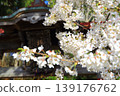 櫻花和Torii Torii 櫻花和Torii Torii 139176762