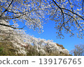 湛藍的天空和盛開的櫻花 湛藍的天空和盛開的櫻花 139176765