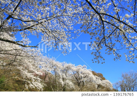A clear blue sky and cherry blossoms 139176765