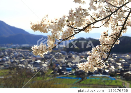 The townscape of Suzaka City and cherry blossoms 139176766