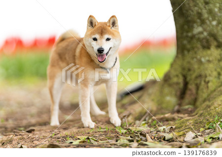 A cute Shiba Inu playing in a field. Akane the Shiba Inu, a senior model dog. A cute Shiba Inu playing in a field. Akane the Shiba Inu, a senior model dog. 139176839