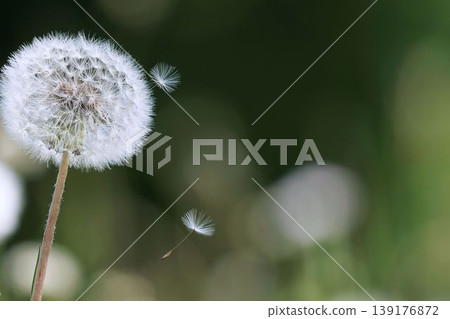 蒲公英種子隨風飄散 139176872