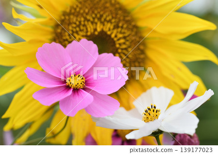 A close-up of pink and white cosmos flowers in front of a sunflower. A close-up of pink and white cosmos flowers in front of a sunflower. 139177023