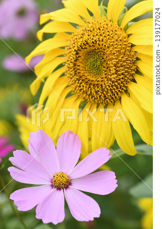 Close-ups of sunflowers and pink cosmos flowers Close-ups of sunflowers and pink cosmos flowers 139177024