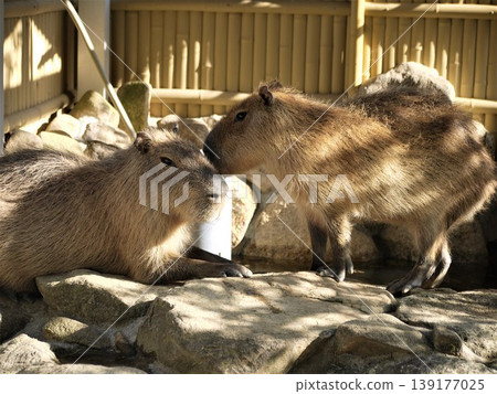 動物園裡的兩隻水豚 動物園裡的兩隻水豚 139177025