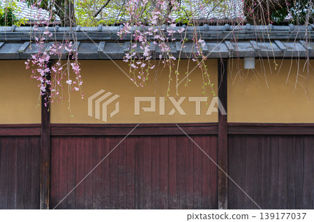 A weeping cherry tree hangs over the wall of an old house in Fushimi Ward, Kyoto City. 139177037