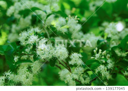 Sawafutagi Sawafutagi 139177045