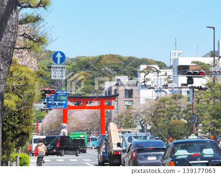 Kanagawa Prefecture: Second Torii Gate and the cherry blossom trees along the Dankazura path, April Kanagawa Prefecture: Second Torii Gate and the cherry blossom trees along the Dankazura path, April 139177063