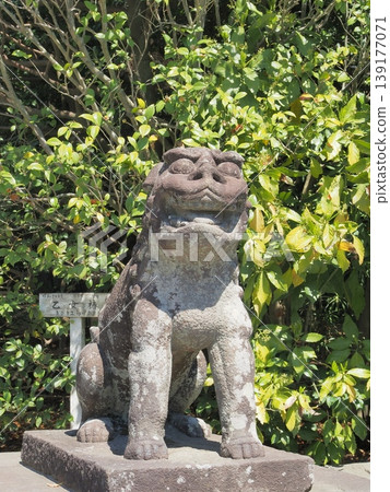 神奈川縣鶴岡八幡宮的小犬(守護獅子狗),四月 神奈川縣鶴岡八幡宮的小犬(守護獅子狗),四月 139177071