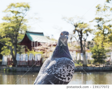 Pigeons and Benzaiten (goddess of fortune and music) at Tsurugaoka Hachimangu Shrine, Kanagawa Prefecture, April. Pigeons and Benzaiten (goddess of fortune and music) at Tsurugaoka Hachimangu Shrine, Kanagawa Prefecture, April. 139177072