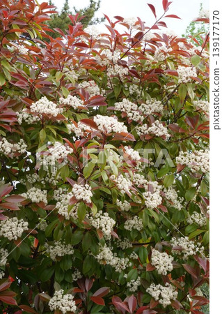 紅葉石南花,2026年4月 紅葉石南花,2026年4月 139177170