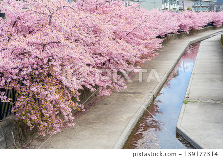 京都伏見淀川沿岸，成排的河津櫻花盛開。 139177314