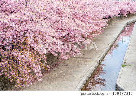 京都伏見淀川沿岸,成排的河津櫻花盛開。 京都伏見淀川沿岸,成排的河津櫻花盛開。 139177315