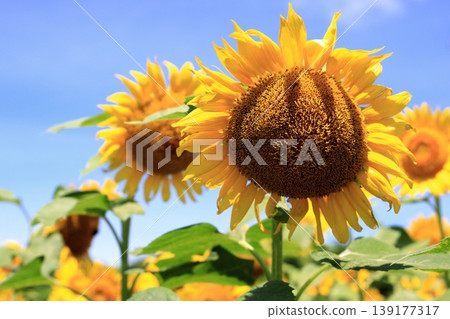 沐浴在夏日陽光下的向日葵 沐浴在夏日陽光下的向日葵 139177317