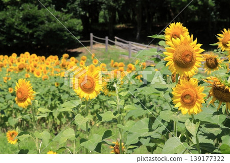 Sunflowers blooming in the park 139177322