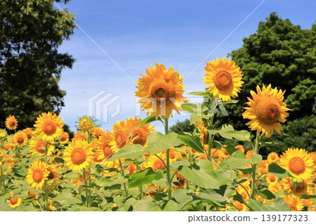 Sunflowers in full bloom in the middle of summer 139177323