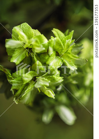 綠櫻花,行子櫻花 綠櫻花,行子櫻花 139177353