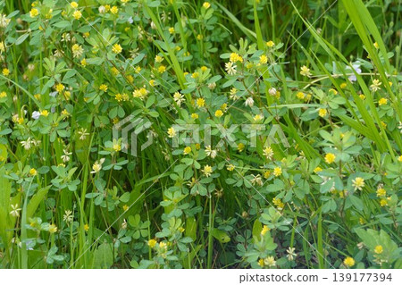 Small flowers of Trifolium dubium blooming in the grass - April 2026 139177394