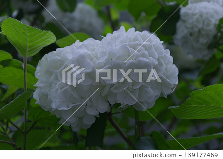 The snowball viburnum is in full bloom, its pure white petals in full glory. The snowball viburnum is in full bloom, its pure white petals in full glory. 139177469