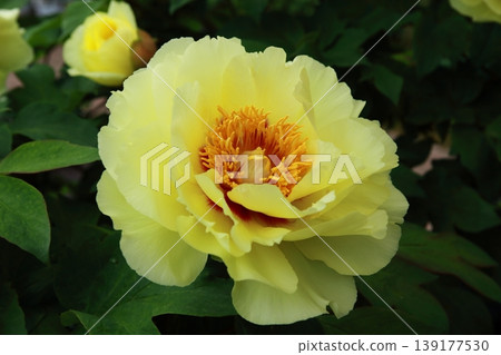 Large Peony Large Peony 139177530