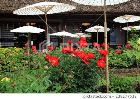 Japanese umbrella and red peony Japanese umbrella and red peony 139177532