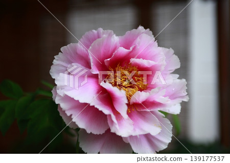 Beautiful pink peony Beautiful pink peony 139177537