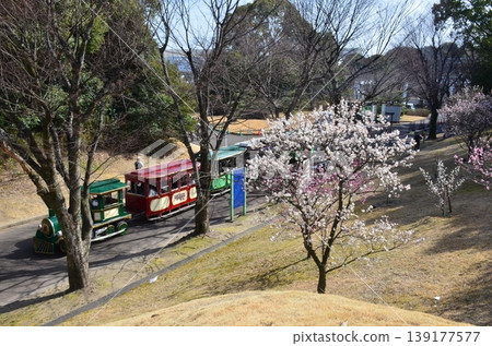 The plum of Expo Memorial Park 139177577