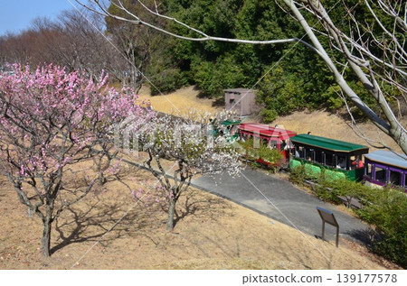 世博會紀念公園的梅花 世博會紀念公園的梅花 139177578
