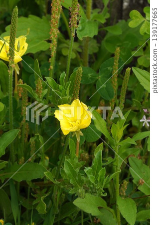 Yellow evening primrose flowers blooming in the grass - April 2026 Yellow evening primrose flowers blooming in the grass - April 2026 139177665