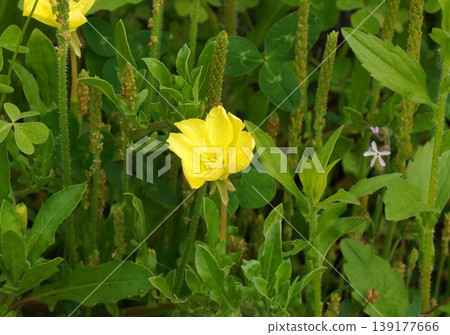 Yellow evening primrose flowers blooming in the grass - April 2026 Yellow evening primrose flowers blooming in the grass - April 2026 139177666