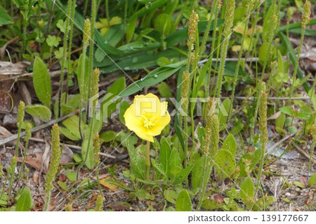 Yellow evening primrose flowers blooming in the grass - April 2026 Yellow evening primrose flowers blooming in the grass - April 2026 139177667